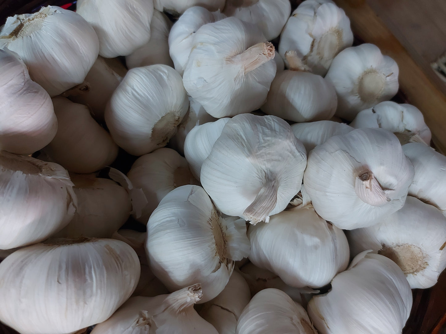 Fresh Garlic