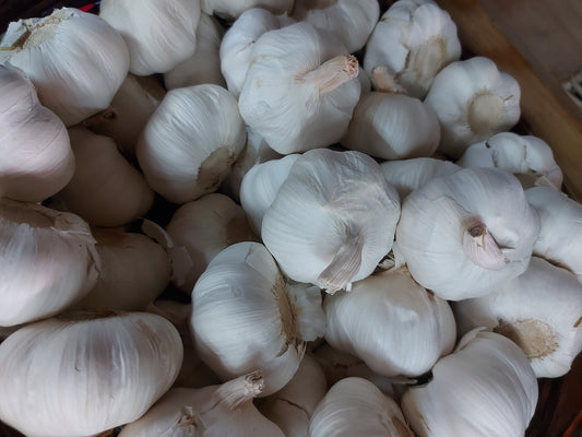 Fresh Garlic