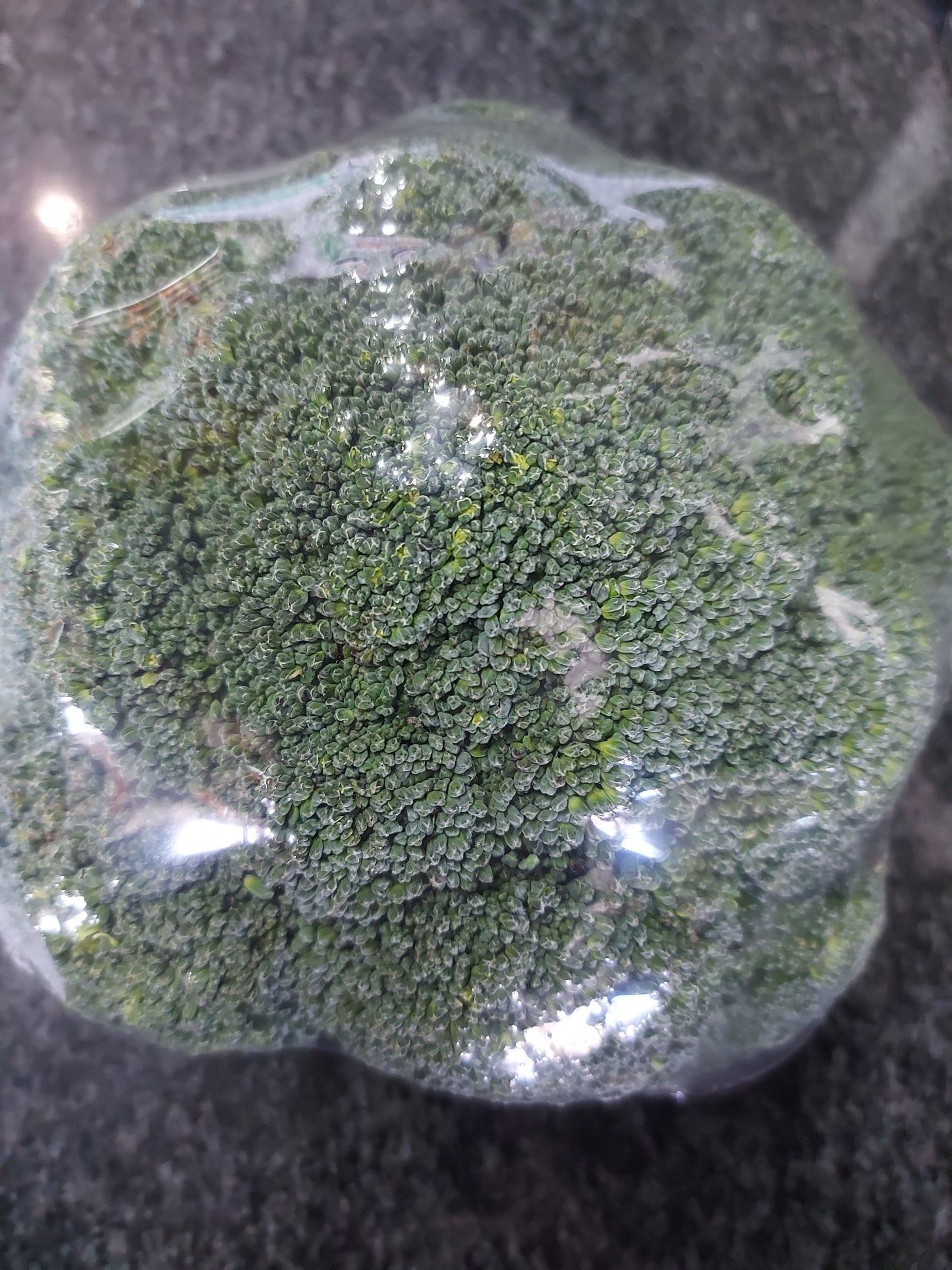Broccoli