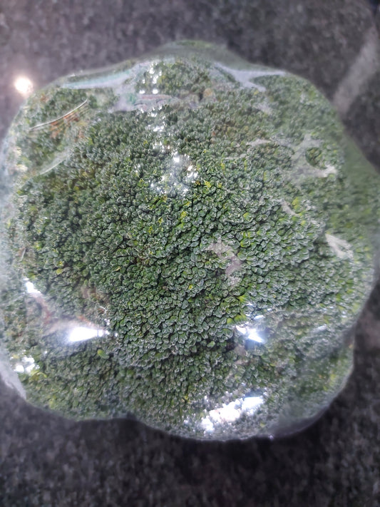 Broccoli